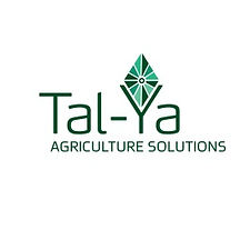 Talya